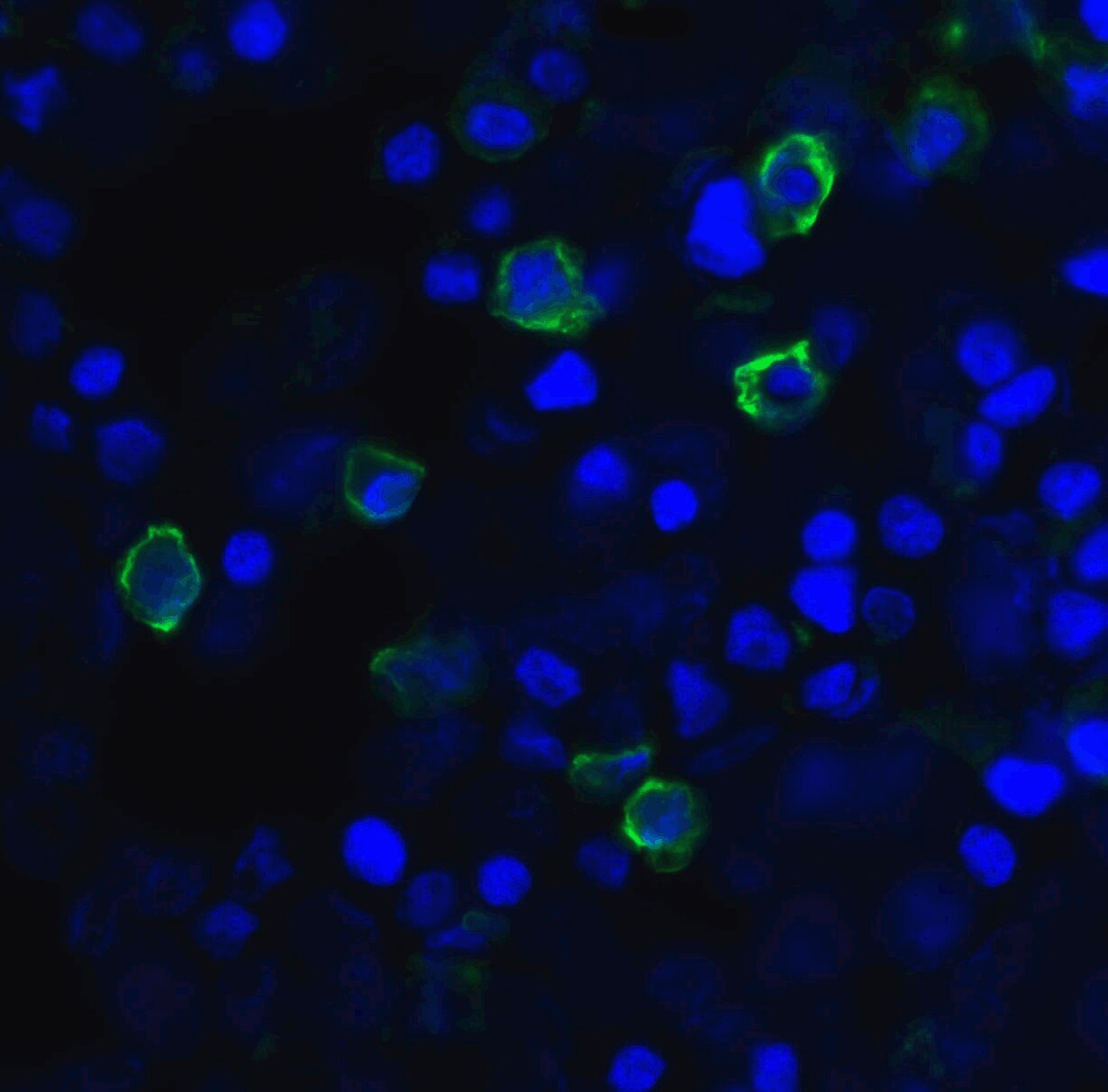 TIGIT Antibody (2F7) - VHH - Azide and BSA Free