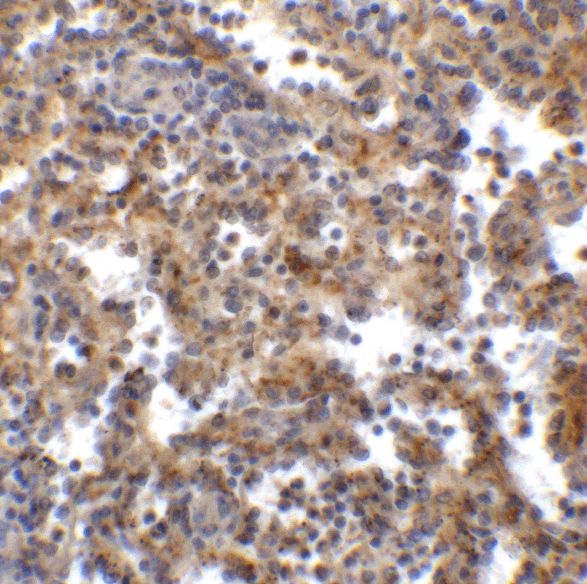TIGIT Antibody (2C7) - VHH - Azide and BSA Free