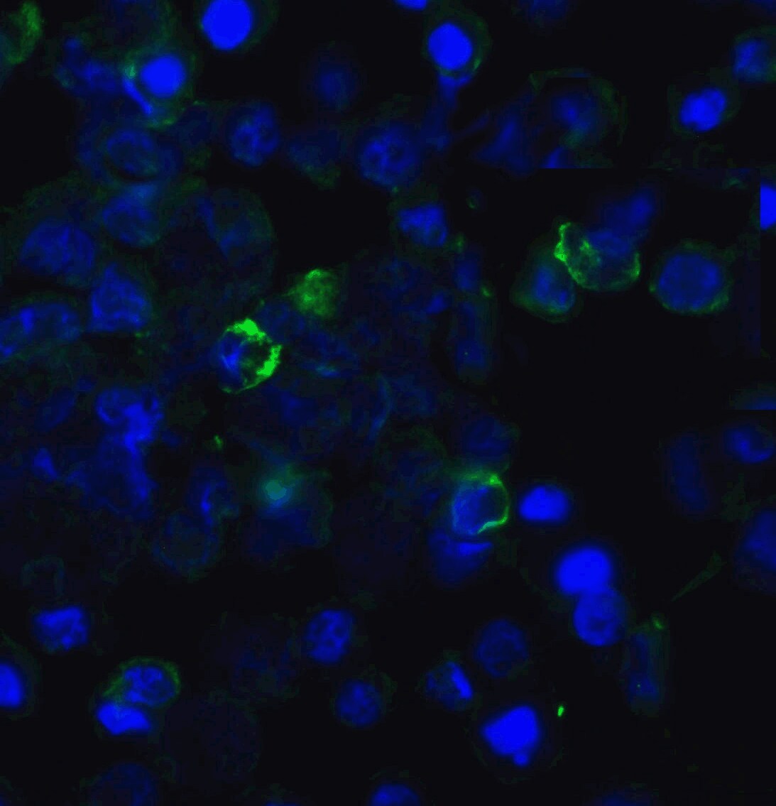 TIGIT Antibody (2C7) - VHH - Azide and BSA Free