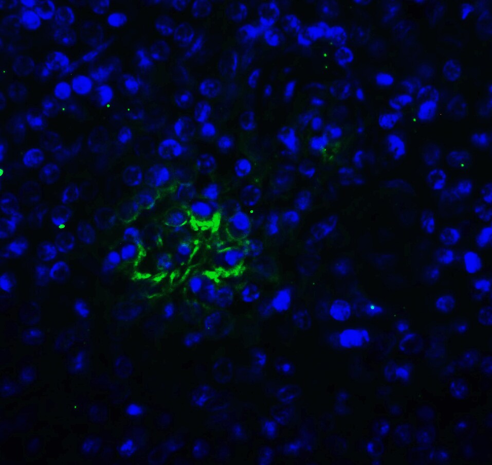 TIGIT Antibody (2D7) - VHH - Azide and BSA Free