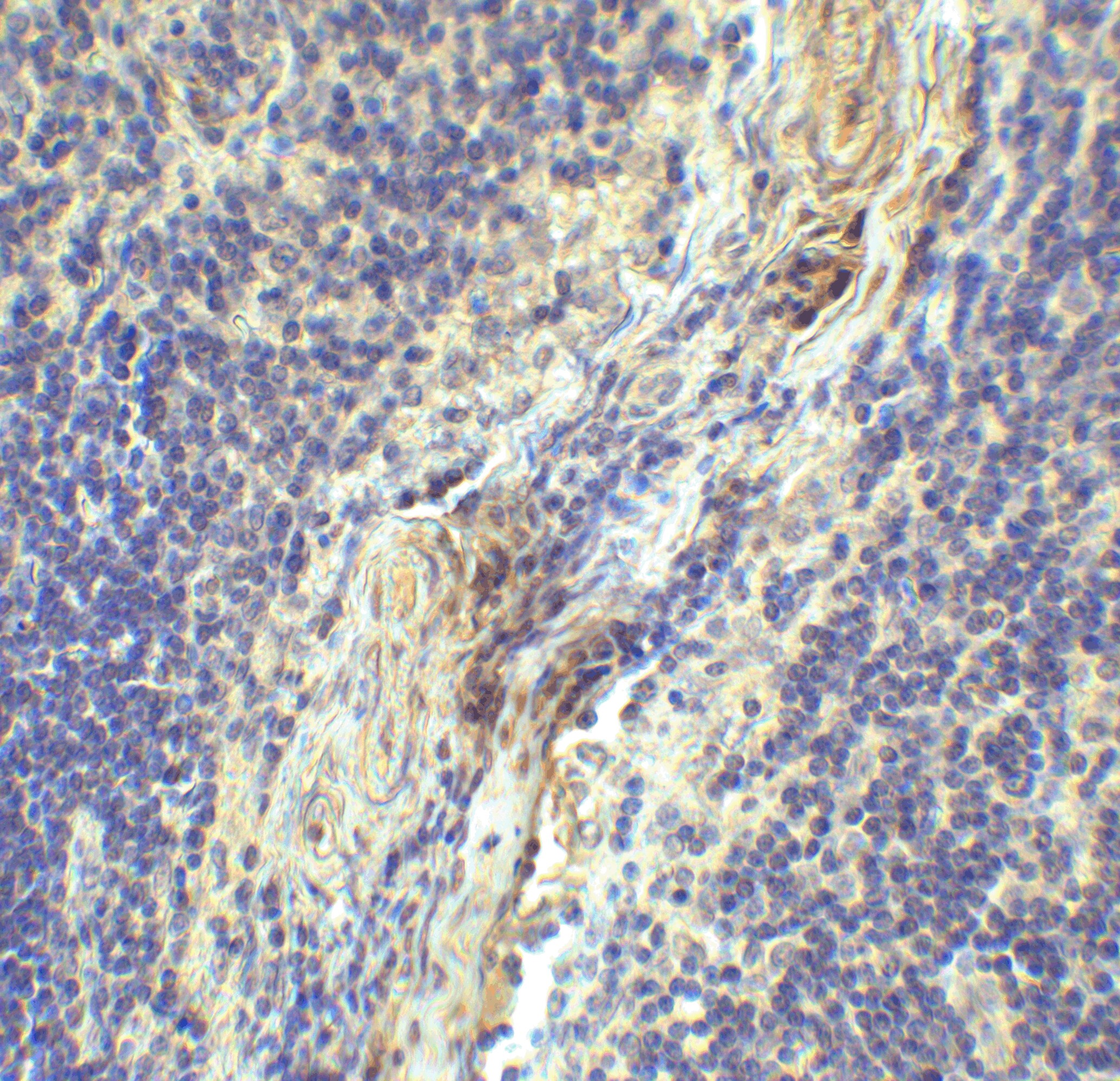 LAG-3 Antibody (1A6) - VHH - Azide and BSA Free