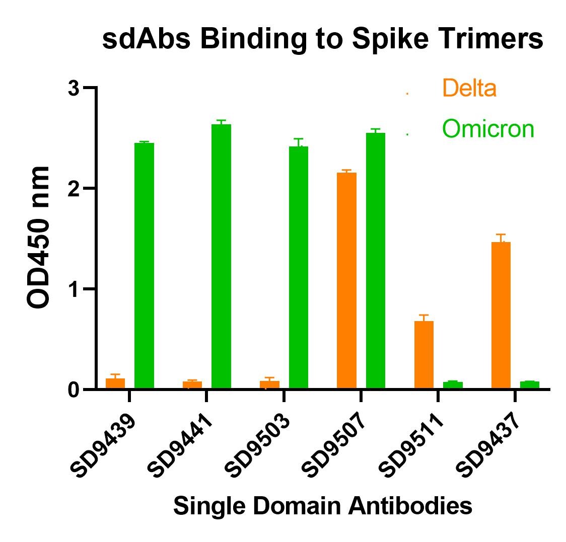 SARS-CoV-2 Spike RBD Antibody (T4P5-H12) - VHH - Azide and BSA Free
