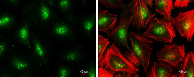 TCF7L2 Antibody - BSA Free
