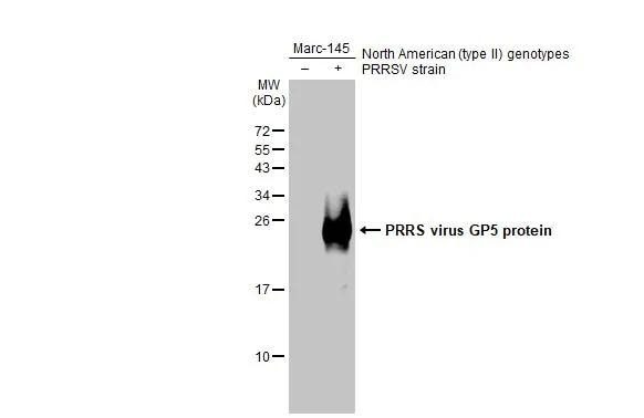 PRRSV GP5 Antibody - BSA Free