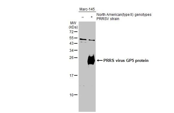 PRRSV GP5 Antibody - BSA Free