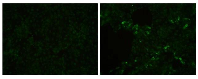 PRRSV M Protein Antibody - BSA Free