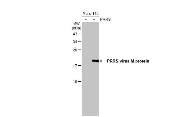 PRRSV M Protein Antibody - BSA Free