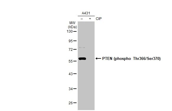 PTEN [p Thr366, p Ser370] Antibody