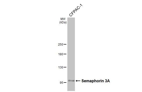 Semaphorin 3A Antibody - BSA Free
