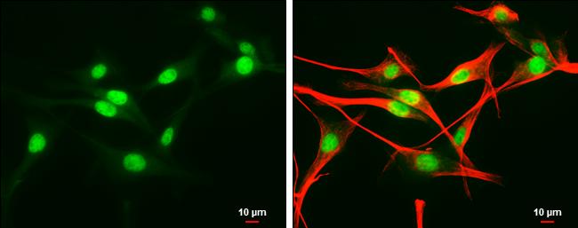 UBR5/EDD Antibody - BSA Free