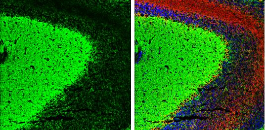 Kif2a Antibody - BSA Free