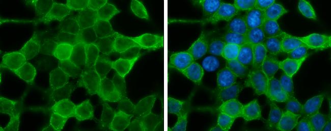 IRS4 Antibody