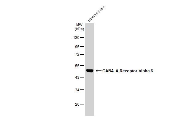 GABA-AR alpha 6 Antibody - BSA Free