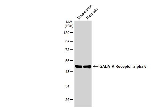 GABA-AR alpha 6 Antibody - BSA Free