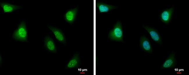 PBK Antibody - BSA Free