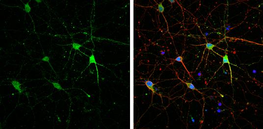 HCN1 Antibody - BSA Free
