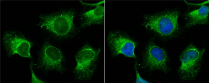 TNIK Antibody - BSA Free