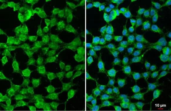 SARM1 Antibody