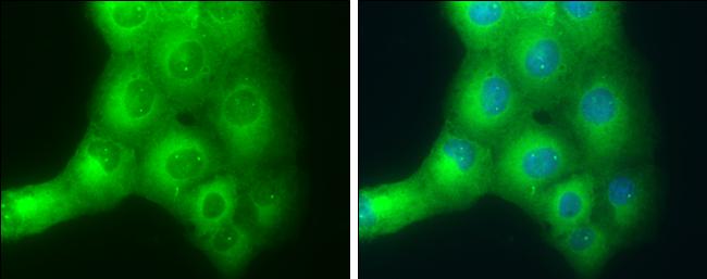SLK Antibody - BSA Free