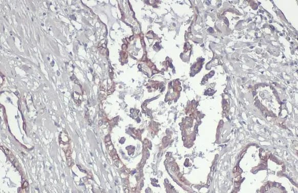 GPR39 Antibody