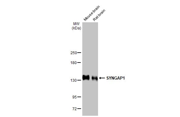 SynGAP Antibody