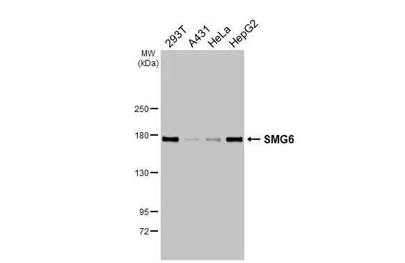 SMG6 Antibody - BSA Free