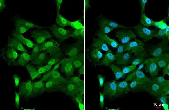 PARP14 Antibody - BSA Free