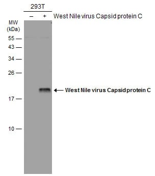 West Nile Virus C Protein Antibody