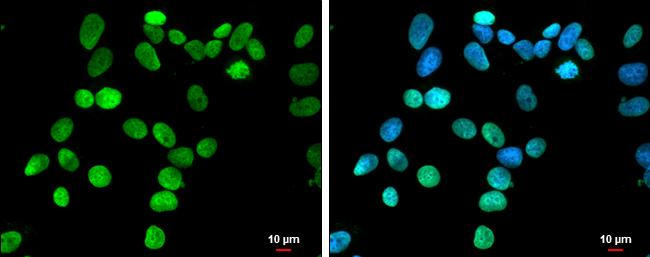 HMGA1 Antibody - BSA Free