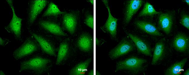 STAT5b Antibody - BSA Free
