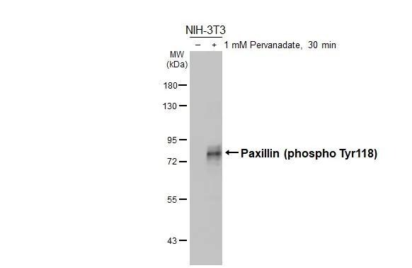 Paxillin [p Tyr118] Antibody