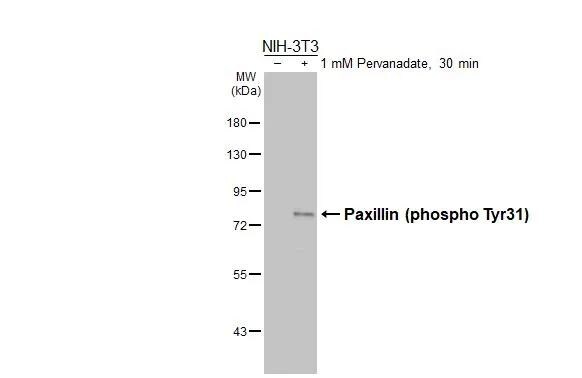 Paxillin [p Tyr31] Antibody