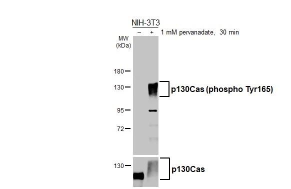 p130Cas/BCAR1 [p Tyr165] Antibody