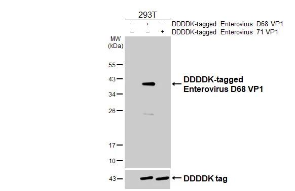 Enterovirus D68 VP1 Antibody - BSA Free