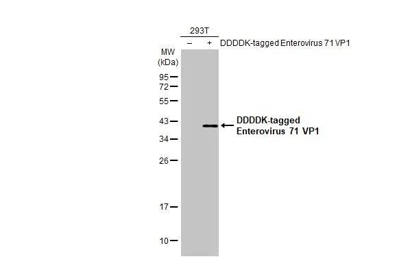 Enterovirus 71 VP1 Antibody - BSA Free