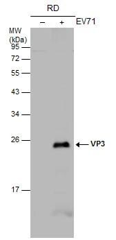 Enterovirus 71 VP3 Antibody - BSA Free