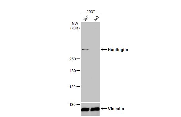 Huntingtin Antibody