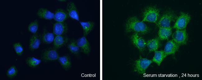 WIPI2 Antibody - BSA Free