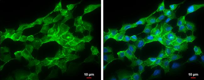 pan Cadherin Antibody - BSA Free