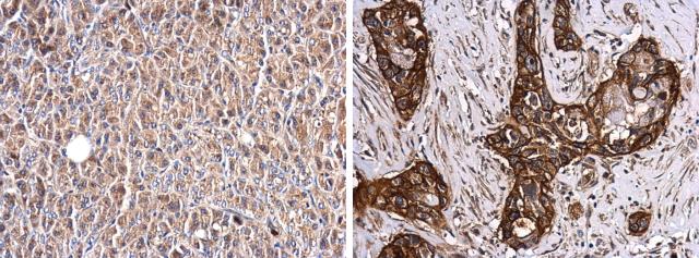 Glypican 1 Antibody - BSA Free