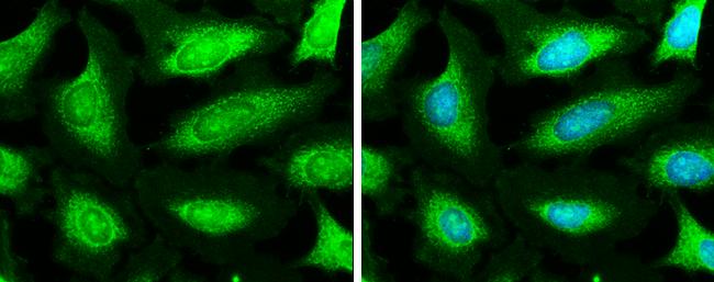 NDUFA9 Antibody - BSA Free