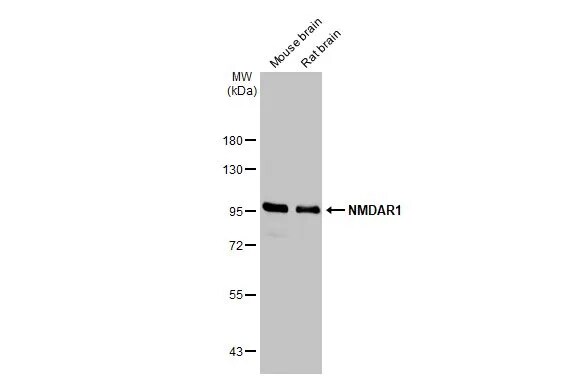 NMDAR1 Antibody