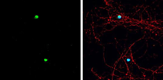 ASCL1/Mash1 Antibody - BSA Free