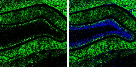 VGLUT2 Antibody