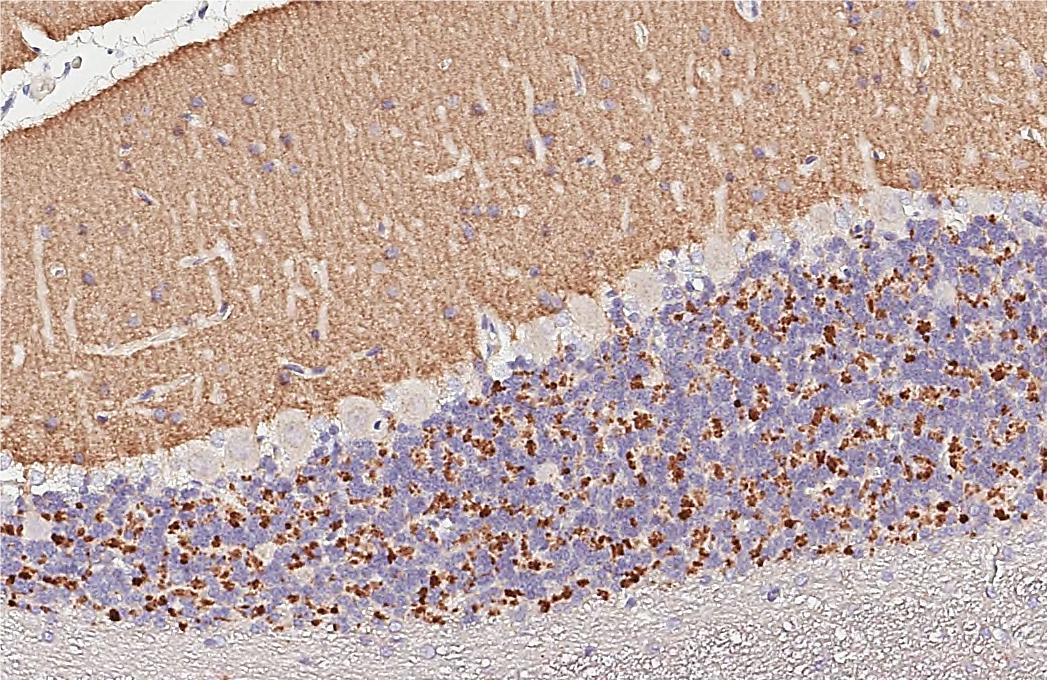 VGLUT1 Antibody - BSA Free