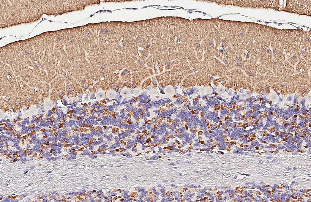VGLUT1 Antibody - BSA Free