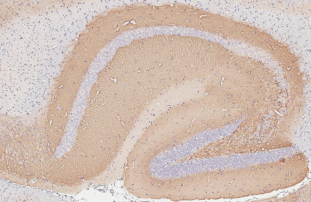 VGLUT1 Antibody - BSA Free