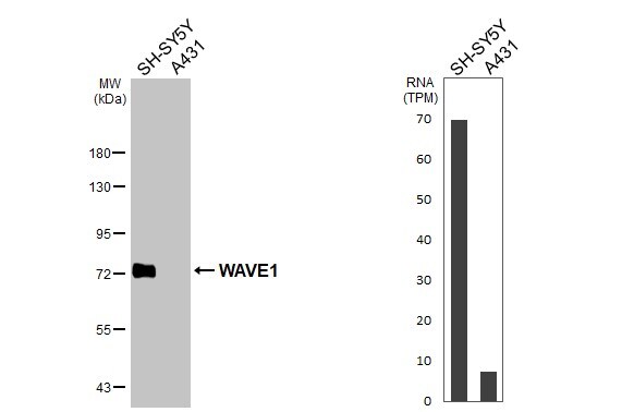 WASF1/WAVE1 Antibody - BSA Free
