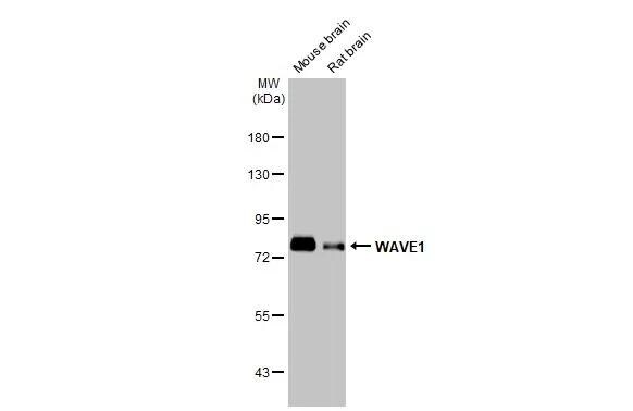 WASF1/WAVE1 Antibody - BSA Free