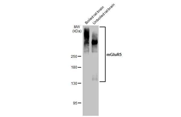 mGluR5 Antibody - BSA Free